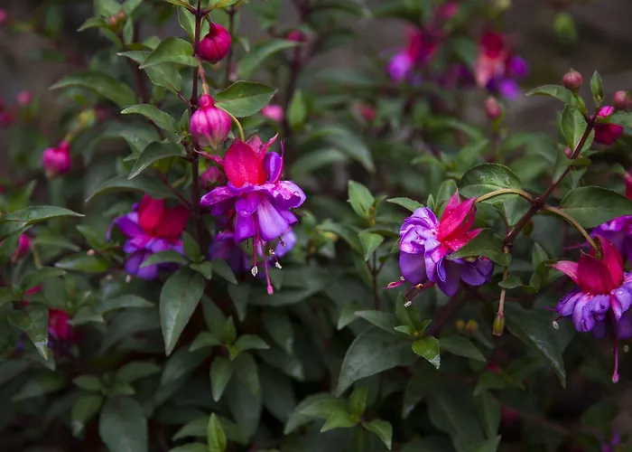 Hotel Casona De La Paca Cudillero